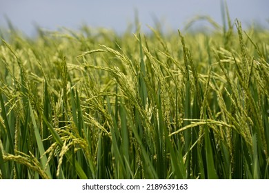 Rice (Oryza Sativa) Plant Close Up. Paddy Field Close Up.