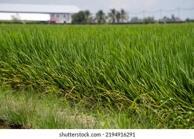 Rice (Oryza Sativa) Plant Close Up. Paddy Field Close Up.