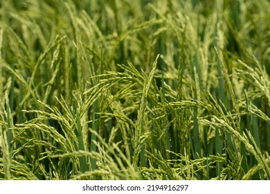 Rice (Oryza Sativa) Plant Close Up. Paddy Field Close Up.