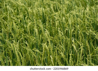 Rice (Oryza Sativa) Plant Close Up. Paddy Field Close Up.