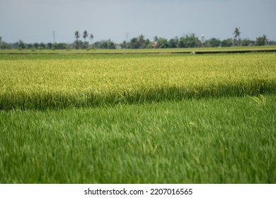 Rice (Oryza Sativa) Plant Close Up. Paddy Field Close Up.