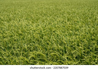 Rice (Oryza Sativa) Plant Close Up. Paddy Field Close Up.