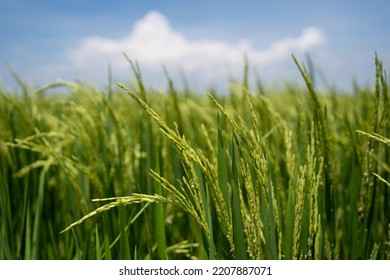 Rice (Oryza Sativa) Plant Close Up. Paddy Field Close Up.