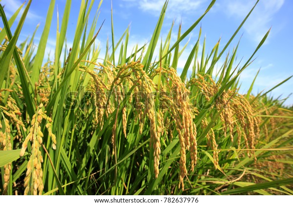 Rice Paddies Rice Growing Stock Photo (Edit Now) 782637976