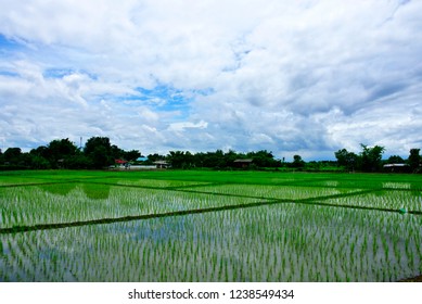 Rice paddies in rural areas. - Shutterstock ID 1238549434