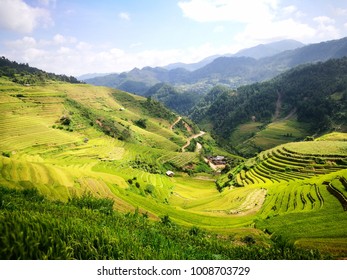 Rice Paddies Vietnam Stock Photo 1008703729 | Shutterstock