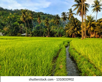 Rice Paddy In Cagayan De Oro, Mindanao, The Philippines 