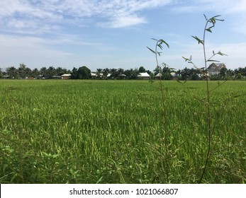 Rice Paddy Feild