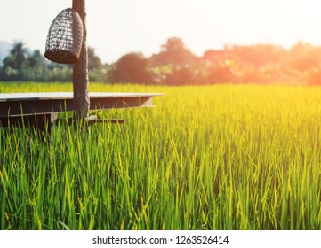 Rice In Paddy Feild.