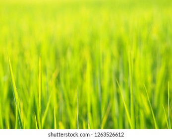 Rice In Paddy Feild.