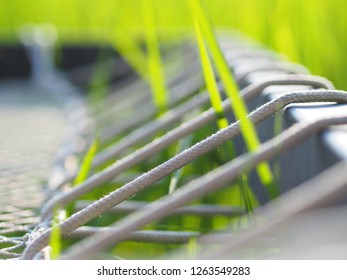 Rice In Paddy Feild.