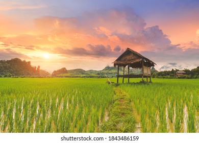 Rice paddy field lanscape with warm sky color sunrise lighting.