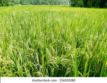 Rice Paddy Field  (Oryza Sativa)