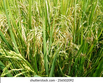 Rice Paddy Field  (Oryza Sativa)