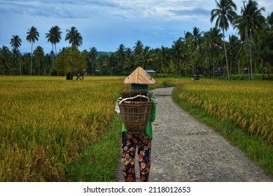 Rice Paddy Field In South Sumatera, Indonesia. Old Indonesian Female Farmer Go Home After Working All Day In The Fields