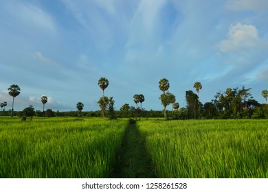 Singapore June 23 2018 Panorama Supertree Stock Photo 1210539928 ...