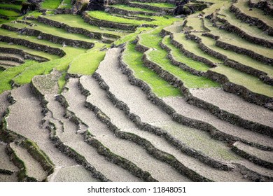 Rice Paddy Fields In The Himalayan Hills