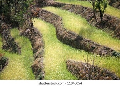 Rice Paddy Fields In The Himalayan Hills