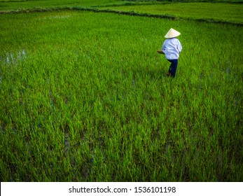 Rice Paddy Fields In Hoi An, Vietnam, South East Asia. Vietnamese Farmer Works In Paddy Field Harvesting Rice Wearing Asian Conical Hat.