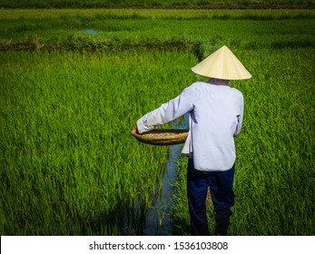 Rice Paddy Fields in Hoi An, Vietnam, South East Asia. Old Vietnamese female farmer working sews seeds by scattering rice grain from a basket wading through water in the green paddy fields wearing hat