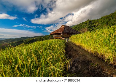 Rice paddy fields on sunset at Chiangmai, Thailand.