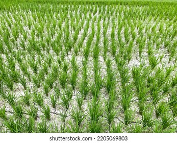 Rice or paddy fields whose soil is cracked by drought due to a long drought. The weather is erratic due to climate change. Global warming, arid extreme weather, el nino concept