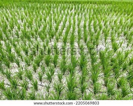 Rice or paddy fields whose soil is cracked by drought due to a long drought. The weather is erratic due to climate change. Global warming, arid extreme weather, el nino concept