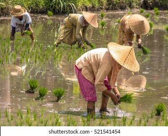 Rice Paddy In Lombok, Indonesia