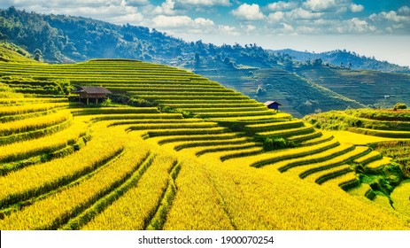 Rice Paddy At Mu Cang Chai - Viet Nam  