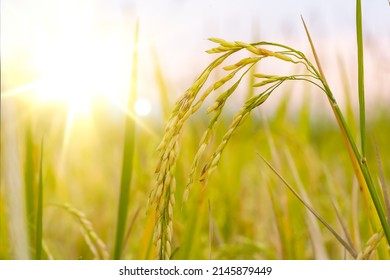Rice paddy on plants on sunny in organic farm of countryside  - Shutterstock ID 2145879449