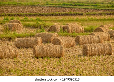 Rice Paddy Straw Dry Grass Bundle In Agricultural Land