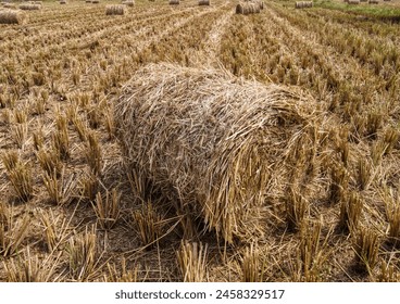 Rice paddy straw dry grass bundle in agricultural land at harvest time farmland field