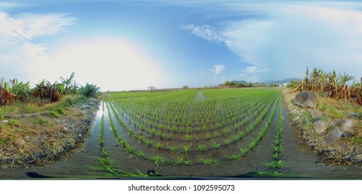 Rice Paddy In Taiwan - 360 VR