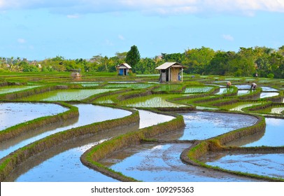 Rice Padi Field At Bali, Indonesia.