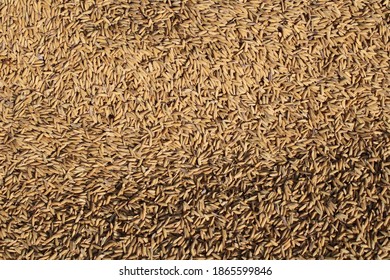 Rice photo capture at Dhaka, Bangladesh