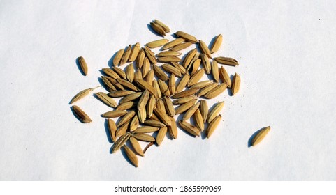 Rice photo capture with white background