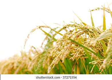 Rice Plant