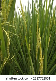 Rice Plant, Close Up View