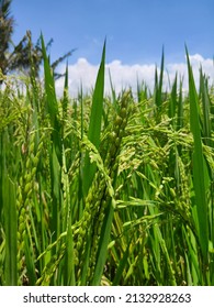 Rice Plant Close Up Wallpaper