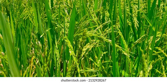 Rice Plant Close Up Wallpaper