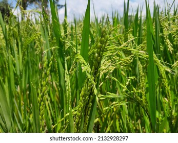 Rice Plant Close Up Wallpaper