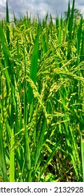 Rice Plant Close Up Wallpaper