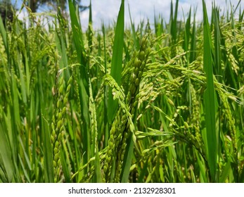 Rice Plant Close Up Wallpaper