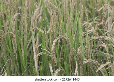 Rice Plant Covered With Mud From The Flood