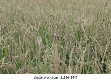 Rice Plant Covered With Mud From The Flood