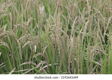 Rice Plant Covered With Mud From The Flood