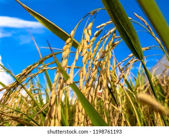 10,320 Rice brazil Images, Stock Photos & Vectors | Shutterstock