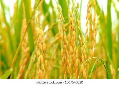 Rice Plant Fully Grown Ready Harvest Stock Photo 1507540520 | Shutterstock