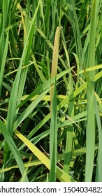 Rice Plant Having Potassium Deficiency Symptoms