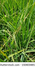 Rice Plant Having Potassium Deficiency Symptoms